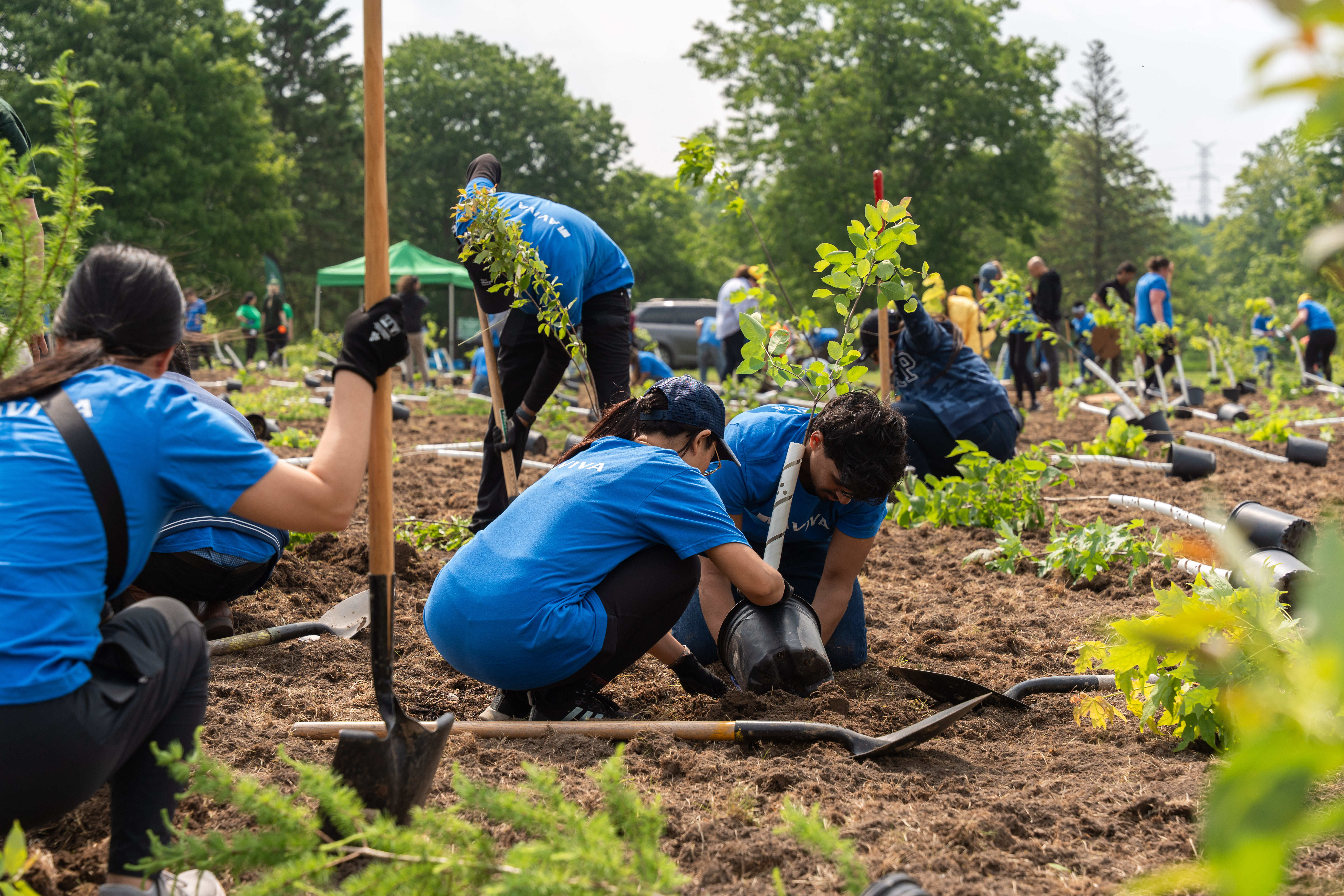 Colleagues tree planting for Aviva’s annual Climate Day event
